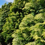 CHAMAECYPARIS OBTUSA Cripsii Golden Hinoki Cypress foliage